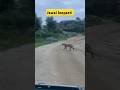 Jawai Leopard Jawai Bandh Jawai Wildlife Sanctuary Jawaibandh Leopard