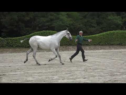 QUELXIC DE LA GESSE - POULICHE DE 1 AN - MEDAILLE D OR - CHAMPIONNE DE FRANCE