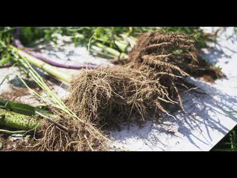 TerraLife® Artenreiche Begrünungssysteme