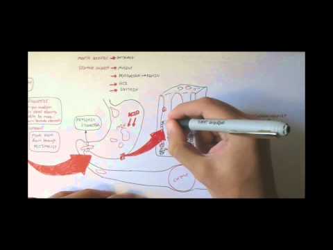 Gastric Acid Physiology Secretion Ulcers Acid Reflux and Treatment