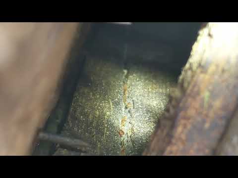 Bat Bugs Crawling in the Attic in Englishtown, NJ