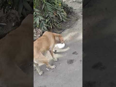 Feeding Stray Dogs Daily | Adopt Don’t Shop | Kindness for Innocent Lives #viral