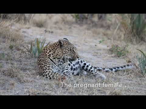 Leopard Highlights from Tubu Tree Camp in Botswana