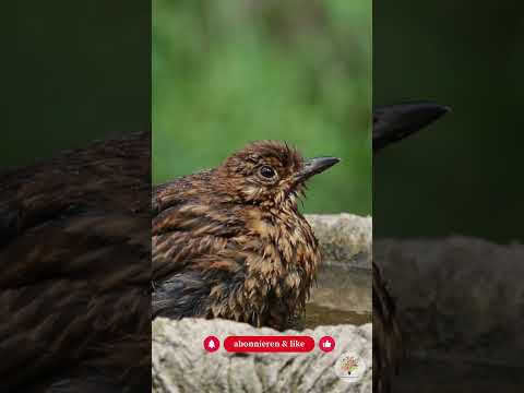 Eisfreie Wasserstellen im Winter: Lebensretter für Vögel & Wildtiere