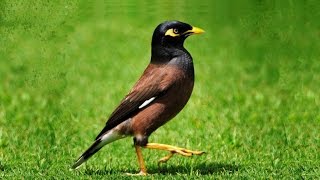 Does Everybody Love Mynas? - Part 1 – India