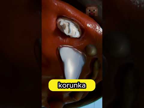 PROČ ARMÁDA ŘEŠÍ KAŽDÝ PSÍ ZUB 🤔