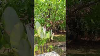 #Goa #youtube #videoshort #shortsfeed #shortsviral #video #food #weekend #ytviral #reel #viral #hot