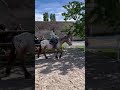 Gelding Comtois For sale 2022 Other color