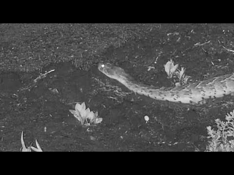 Djuma: Snake-Puff Adder slithering about - 01:04 - 11/23/20