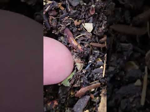 Huzzah #4, day 56 of flower, 27gal no-till under HL3 350R