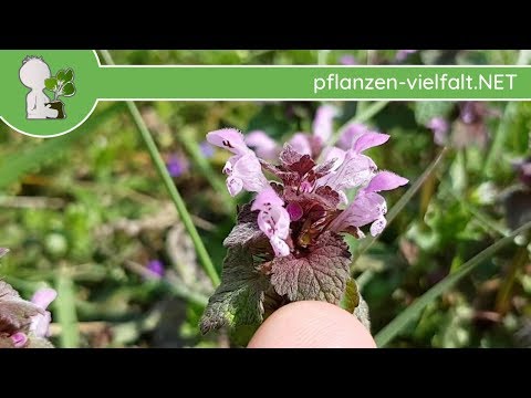 Purpurrote Taubnessel von Gefleckter Taubnessel unterscheiden. 06.04.18 - Pflanzen-Bestimmung