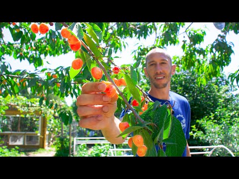 How to Grow Cherries, Complete Growing Guide and Harvest