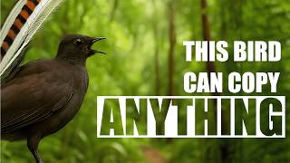 Download lagu How Can Lyrebirds Copy Any Sound? mp3
