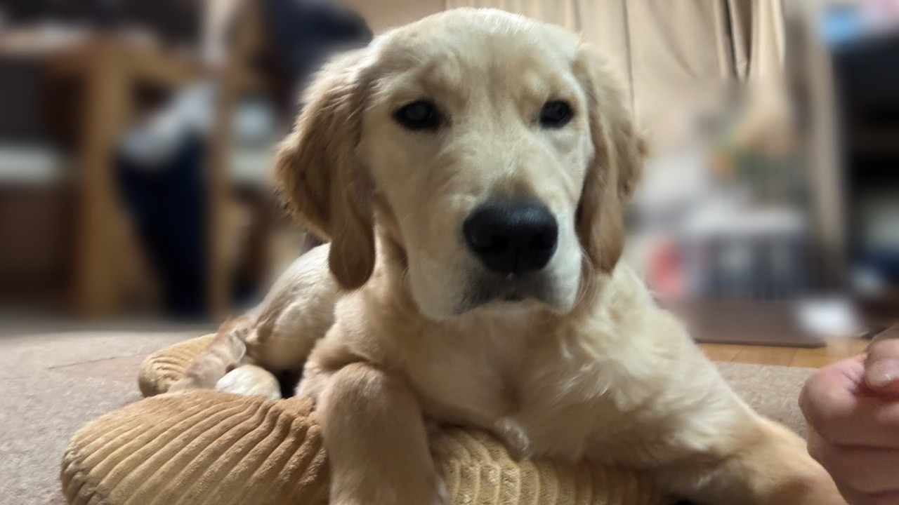 なんだ？なんだ？この謎の動きは？ゴールデンレトリバーのラキさん。