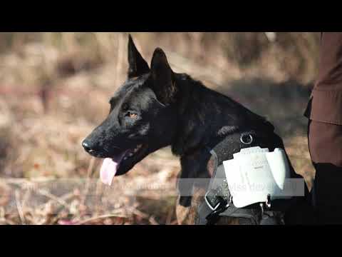 Support APOPO's Minefield Survey HeroDOGs