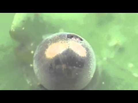 ナミアゲハの孵化 タイムラプス動画