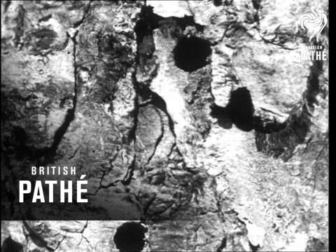 Secrets Of Nature - War In The Trees (1931)