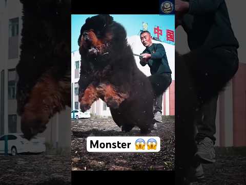 Mastín tibetano: la bestia detrás de la belleza