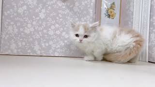 ミヌエットの動画01
