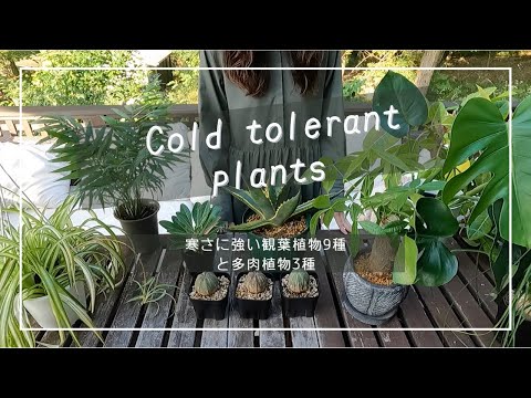 キュプレスス 凍らない鉢植えの植物