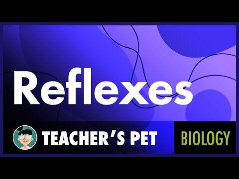 Reflexes