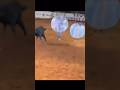 Bull Vs Bubble Ball Human