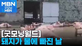 [굿모닝월드] 돼지가 물에 빠진 날 [굿모닝 MBN]