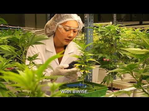 Bwise Cannabis - SAP Business One & WISE WMS