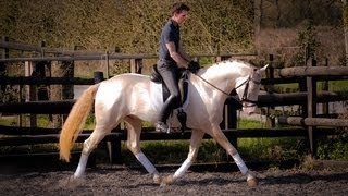 preview picture of video 'Kambarbay - Akhal Teke - Dressage Training 2012'