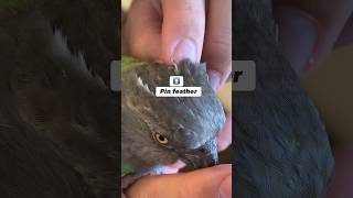 How to Open Pin Feathers on a Small Parrot