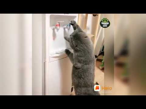 Funny cat