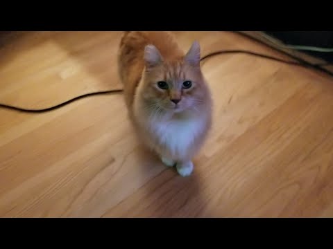 Good morning feral turned house cat Leo, you're so talkative! (M3FC 1292)