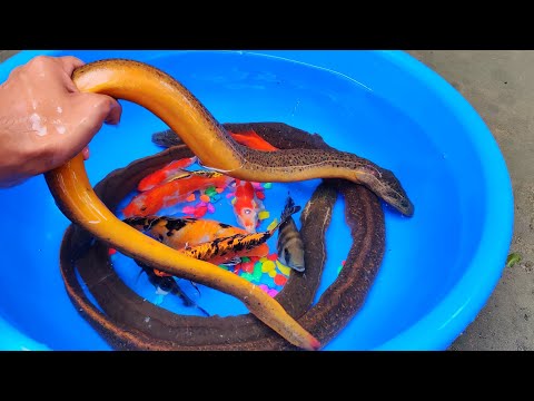 Big Eel Fish | Aquarium Koi carp and Goldfish Cute Animals Fish Video Show