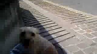 Buio il cane psicopatico