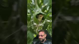 Pássaro alfaiate? @dna.selvagem #biologohenrique #animais #bichoesperto #biologo