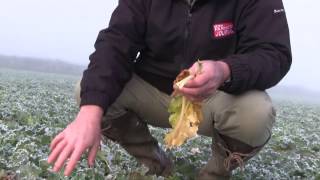 Andy doyle in the fields - oil seed rape