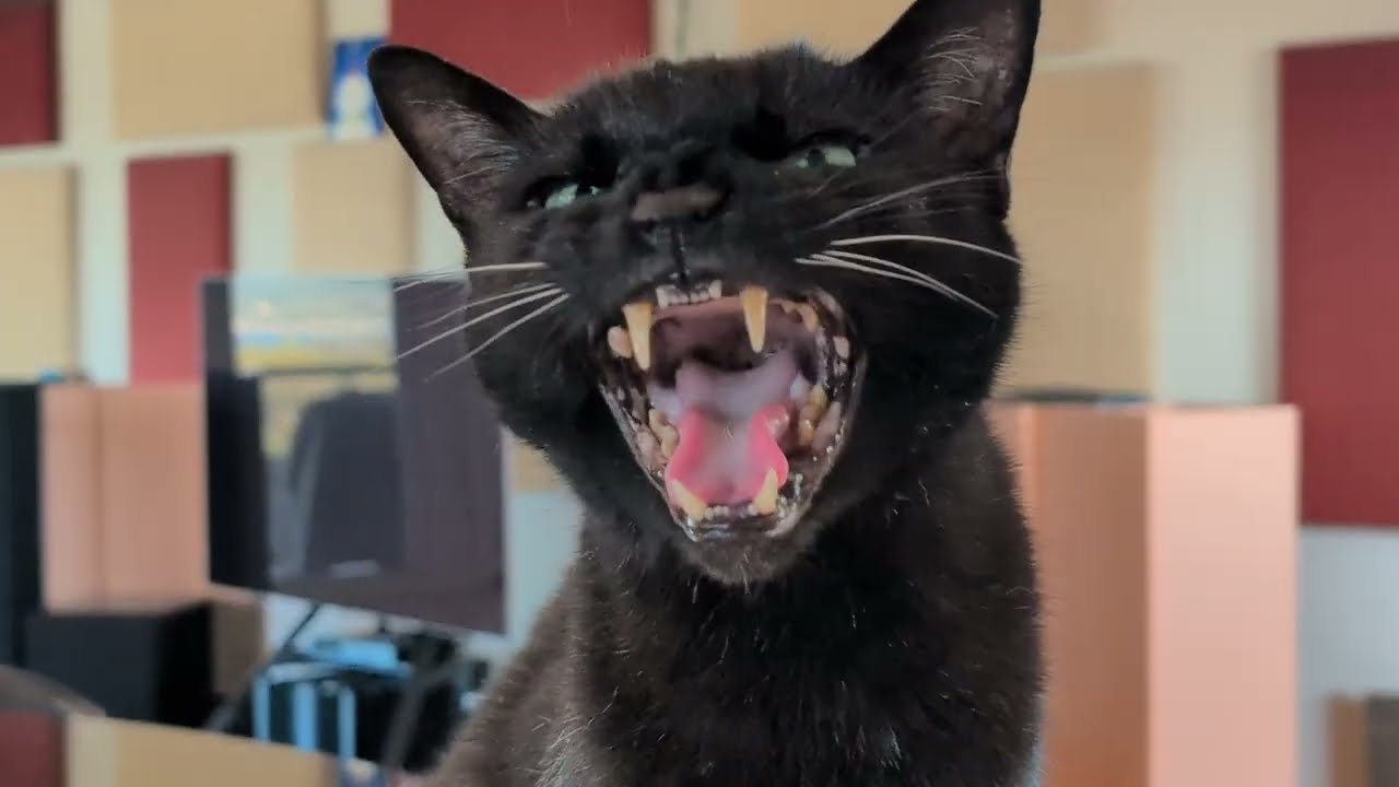 Clinton the 17 year old cat has a thyroid, kidney, and heart condition 😢