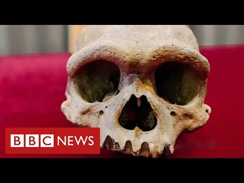 New human species found in China could be our “closest evolutionary relative” - BBC News