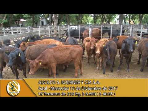 13-12-17 Venta de Machos - Adolfo S. Koerner y Cia S.A. - Azul.