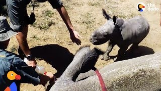 Baby Rhino Protects Mother and Supervises Her Care | The Dodo by The Dodo