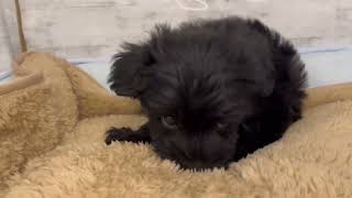 ハーフ犬の動画01