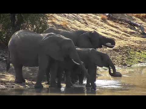Djuma: Elephant herd drinks at the dam-Pt:1  - 09:47 - 07/10/21