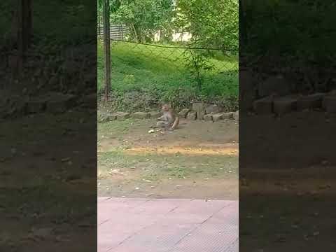 नटखट बंदर