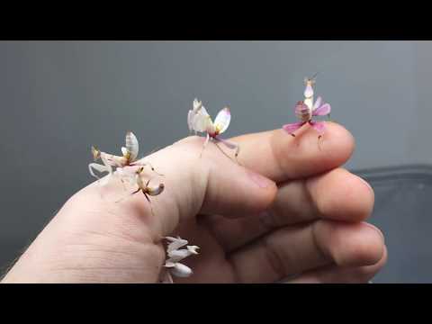 Orchid Mantis baby's