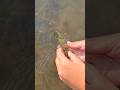 Video Thumbnail for Run!! ?? #shorts #fishing #perch #subcribe #like