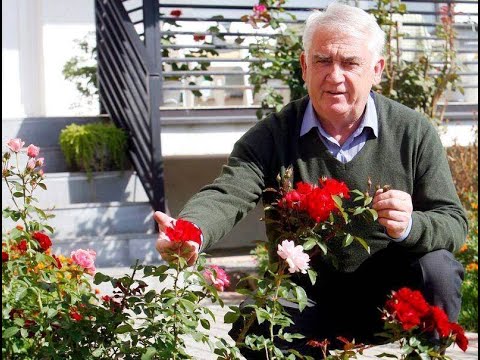 Momčilo Moma Trajković - Stojan čuva ovce po Šari planini