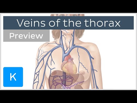 Veins of the thorax (preview) - Human Anatomy | Kenhub