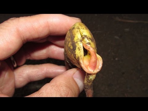 Germinating Mango Seeds, Which End To Plant Up?