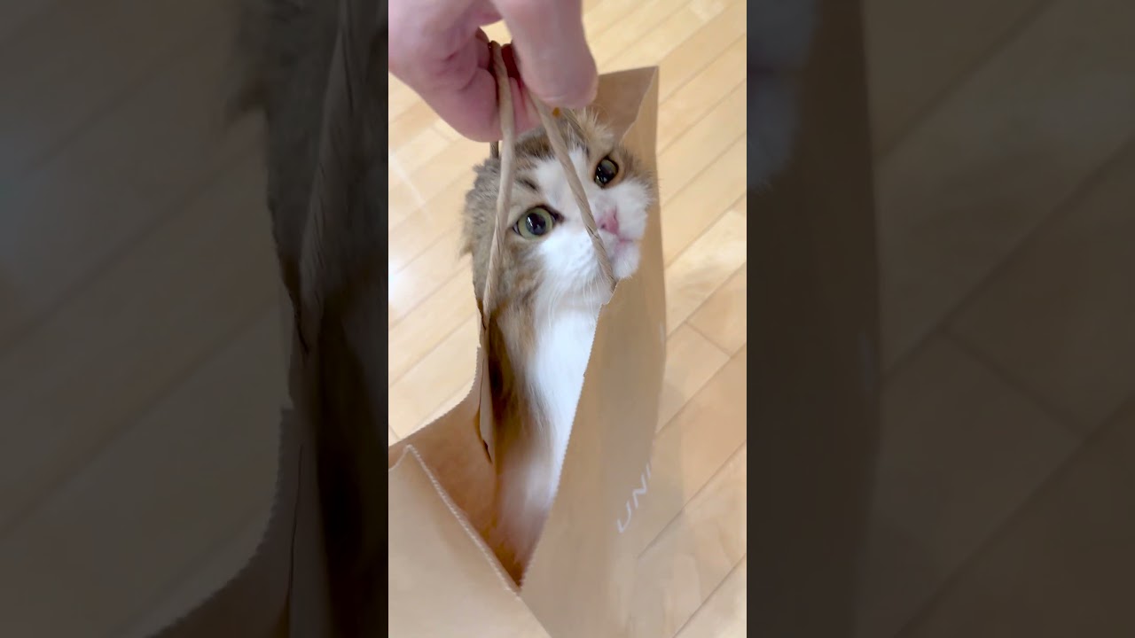 ユニクロの袋の中に入ったこっちゃん #こっちゃん #ねこ #cat