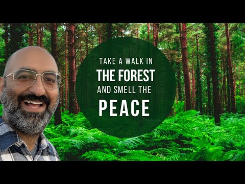 Forest Walk Guided Meditation - Ease Your Stress and Anxiety